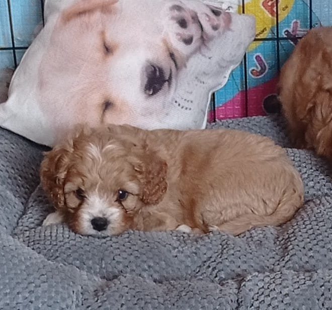 Kenzo, a male Cavapoo F1 puppy